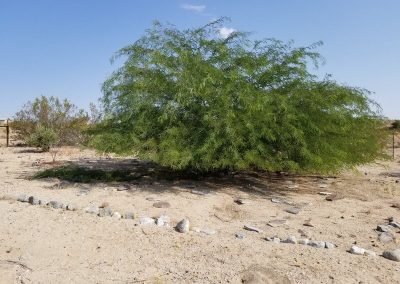 Dependable Landscaping Contractor