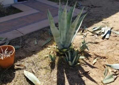 Dependable Landscaping Service Contractor