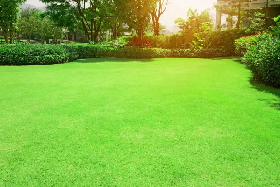 Common Lawn Issues Solved Through Regular Maintenance Yucca Valley, CA Common Lawn Issues Solved Through Regular Maintenance Yucca Valley, CA