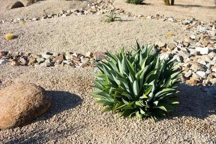 Desert Landscaping Plant Selection for Heat Resistance Yucca Valley, CA Desert Landscaping Plant Selection for Heat Resistance Yucca Valley, CA