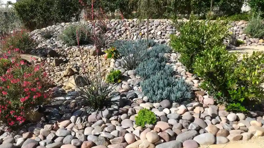 Desert Landscaping Plant Selection for Heat Resistance in Yucca Valley, CA Desert Landscaping Plant Selection for Heat Resistance in Yucca Valley, CA