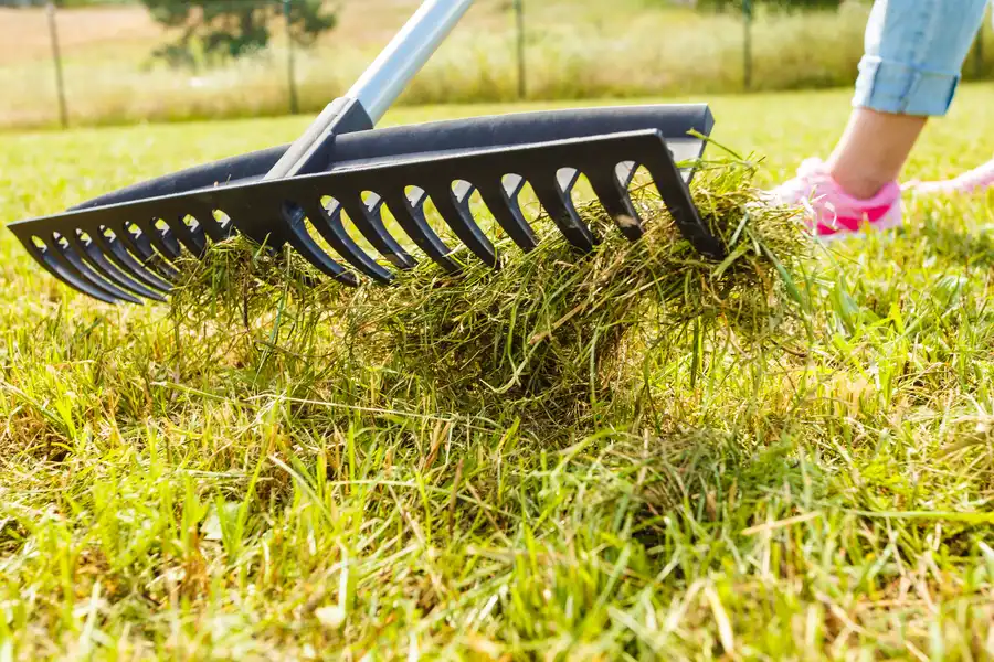 Experienced Weed Removal Service Yucca Valley, CA Experienced Weed Removal Service Yucca Valley, CA