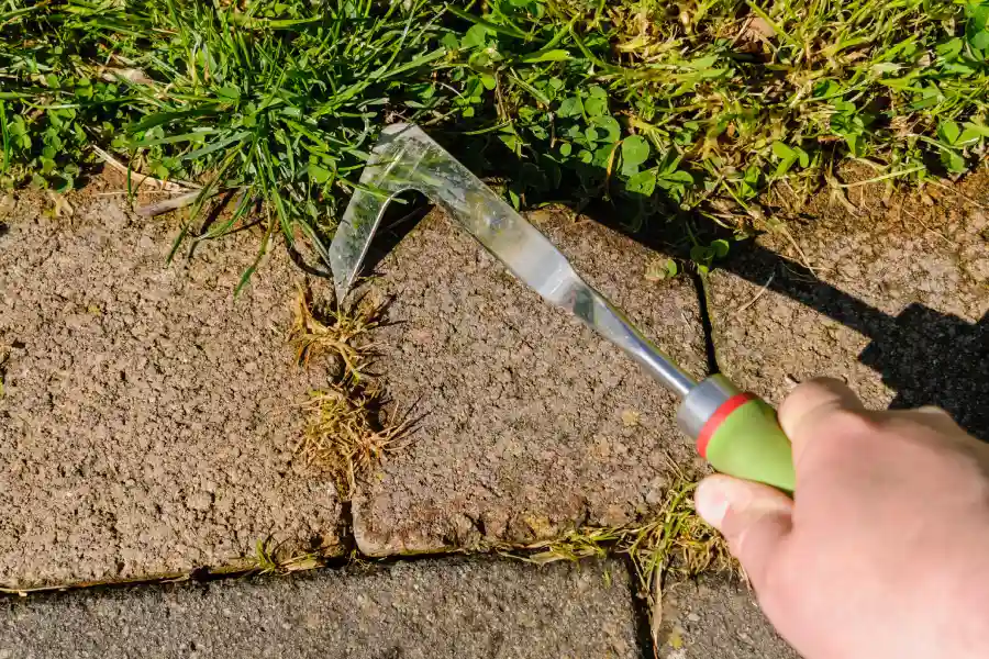 How Weed Removal Service Supports Long Term Lawn Care in Yucca Valley, CA How Weed Removal Service Supports Long Term Lawn Care in Yucca Valley, CA
