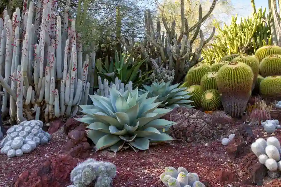 How to Maintain A Desert Landscaping Yard Properly Yucca Valley, CA How to Maintain A Desert Landscaping Yard Properly Yucca Valley, CA