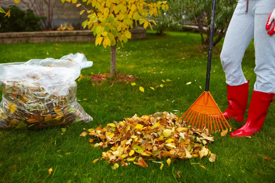Professional Yard Cleanup Yucca Valley, CA Professional Yard Cleanup Yucca Valley, CA