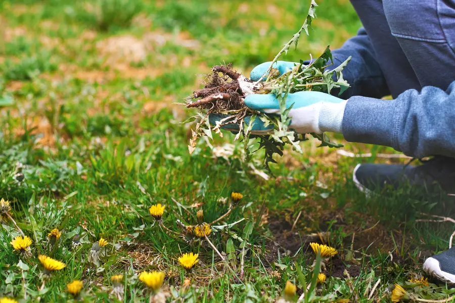 Quality Weed Removal Service Yucca Valley, CA Quality Weed Removal Service Yucca Valley, CA