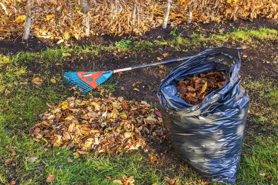 Reliable Yard Cleanup Yucca Valley, CA Reliable Yard Cleanup Yucca Valley, CA