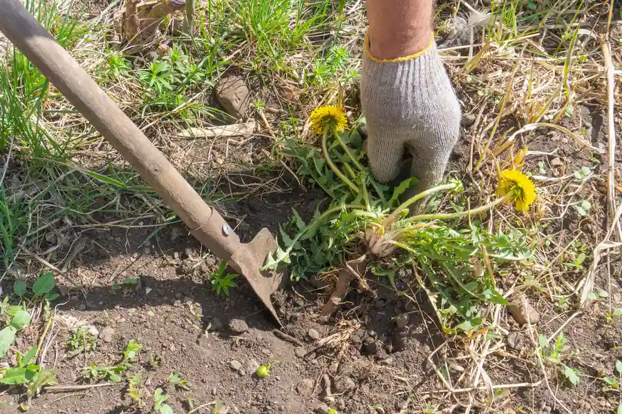 Superior Weed Removal Service Yucca Valley, CA Superior Weed Removal Service Yucca Valley, CA
