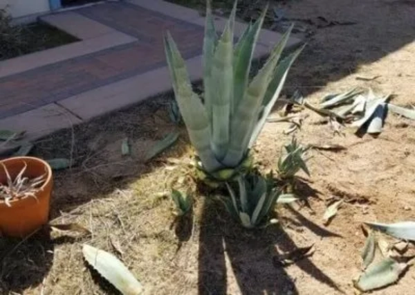Weed Removal Service
