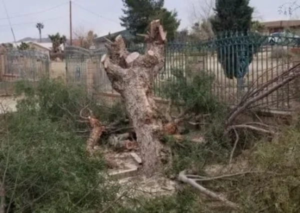 Yard Cleanup